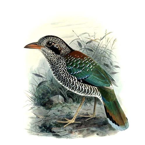 Scaly ground roller